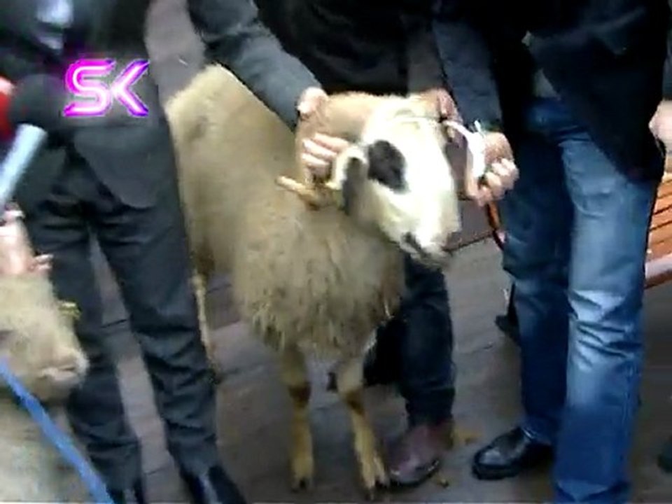 İŞTE NİHAT DOĞAN'IN "YERLİ KOYUN YERSİZ KOYUN" EYLEMİ