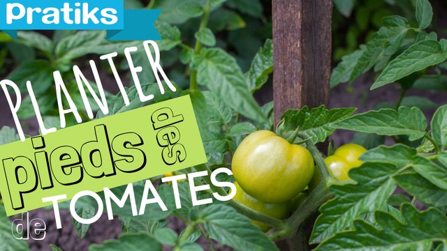 Comment planter ses pieds de tomates ?