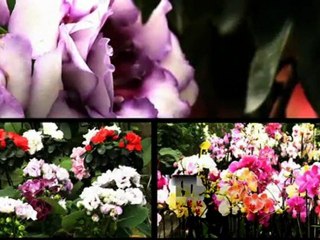 Saint Lambert, Fleuriste à Fréjus