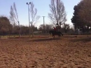 winnie KWPN 8 ans