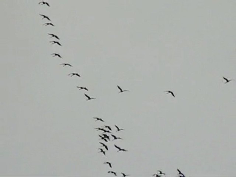 vols de grues le 22 11 au dessus de bonnut