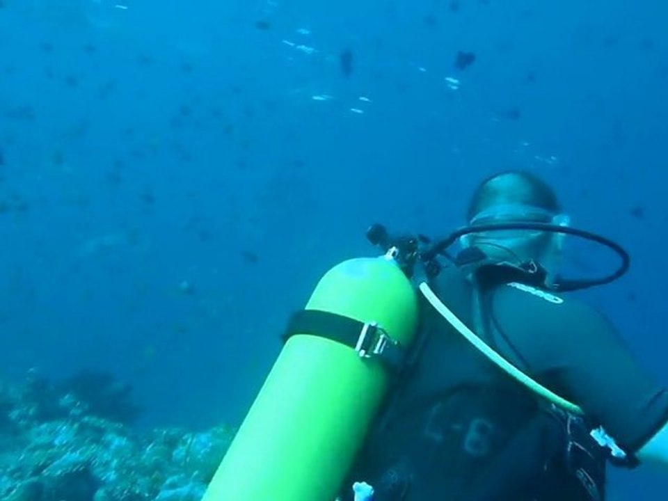 marc requin gris aux maldives