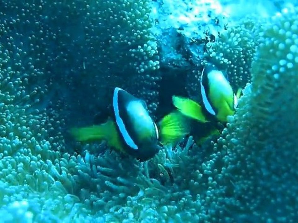 marc poisson clown aux maldives 2