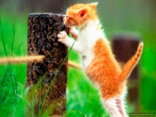 Candan Erçetin Bahane ( Kedi )