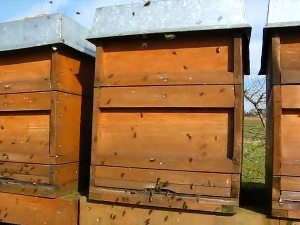 Arıcılık Mehmet Yüksel Şubat 2011