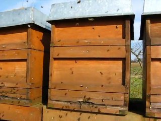 Arıcılık Mehmet Yüksel Şubat 2011