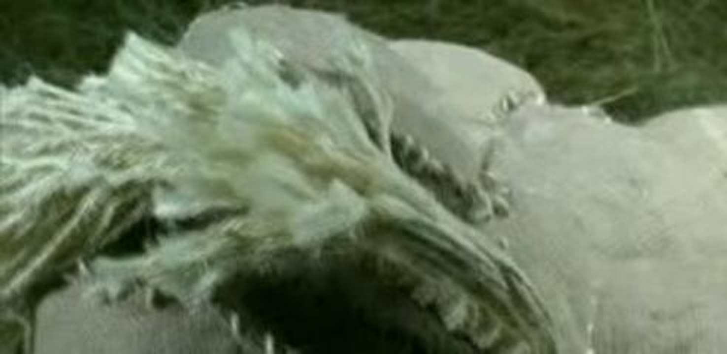 Bjork - Where Is The Line