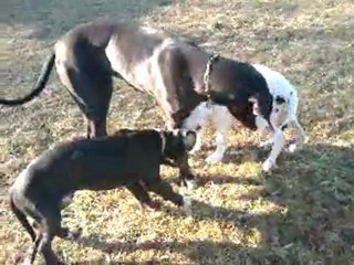 Féline a la corde et se fait suivre par les Fortuna Majeur