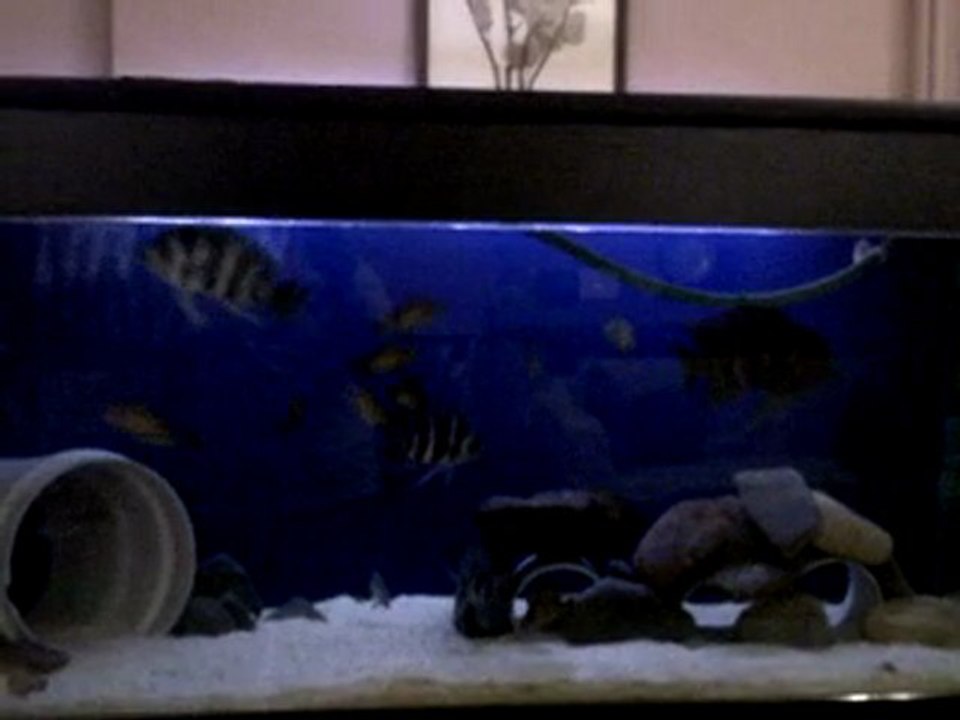 frontoza blue zaire moba