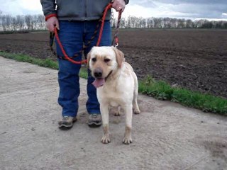 CALIFE labrador SPA DE DOUAI