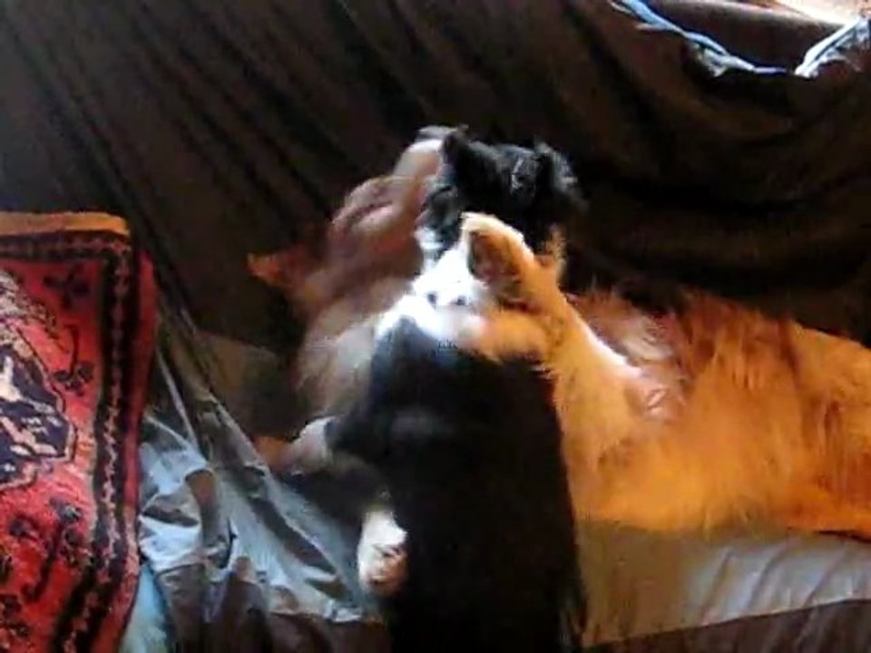 VIDEOS CALINS 2 dimanche 27.02.11