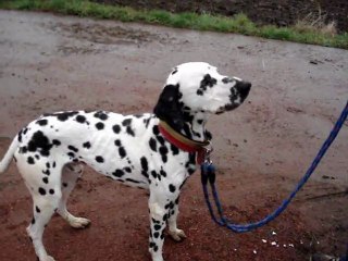 ALTO dalmatien SPA DOUAI 59