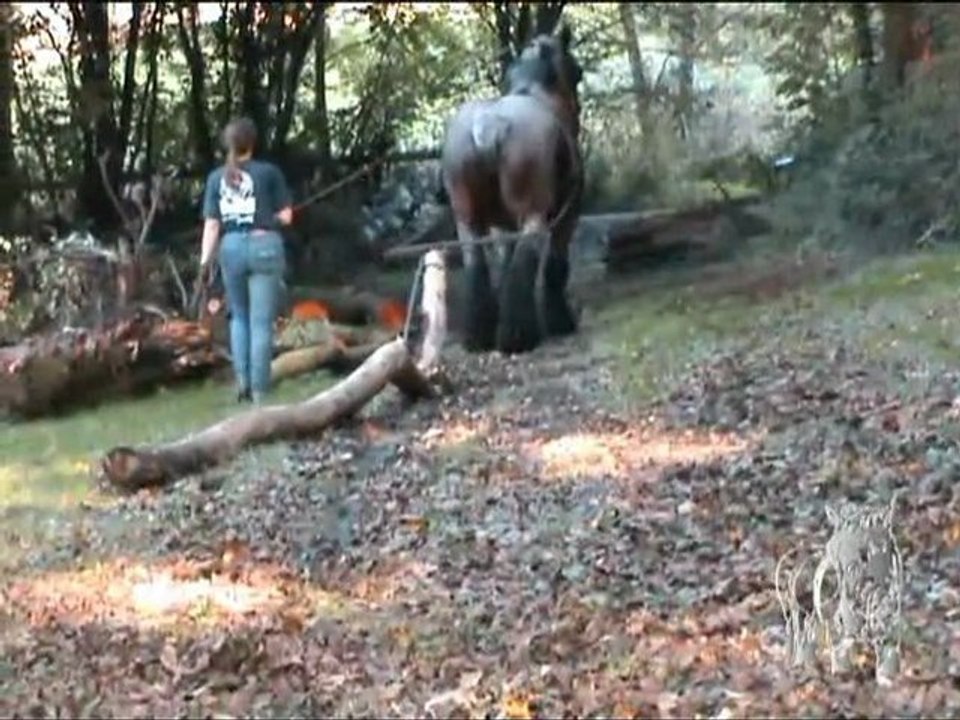 Débardage au Passiche, Genval