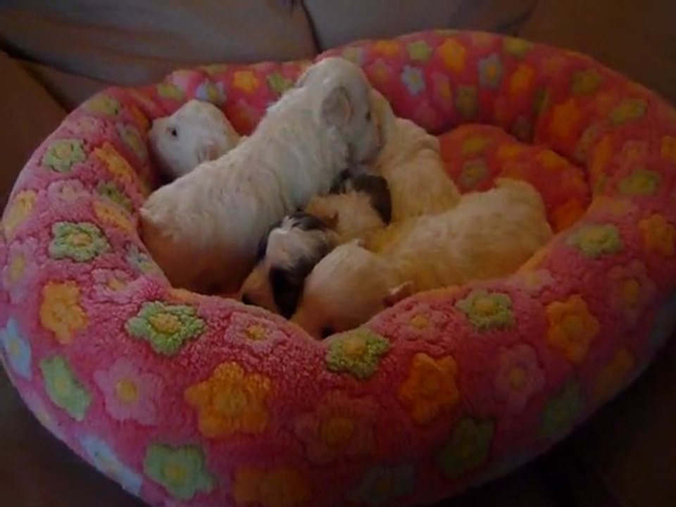 chiot coton de tulear