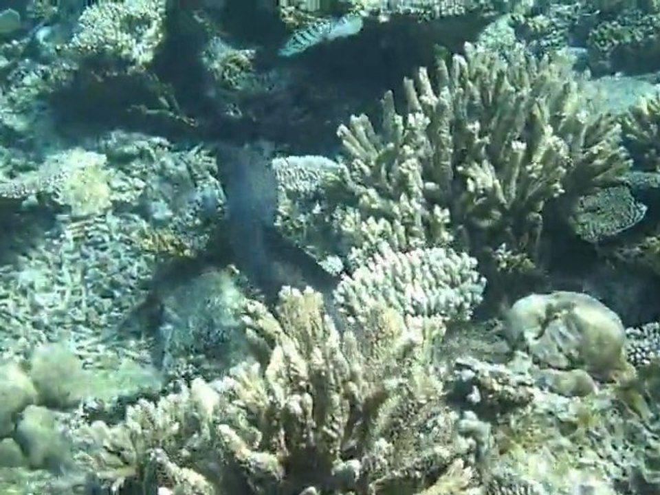 marc muèrene qui nage maldives