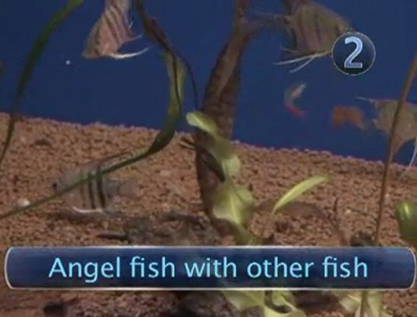 ⁣How To Care For Angel Fish