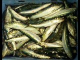 Taze Balık İhracatı,Su Ürünleri İhracatı