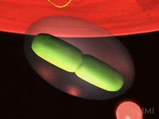 Salmonella - Intracellular Infection by Salmonella