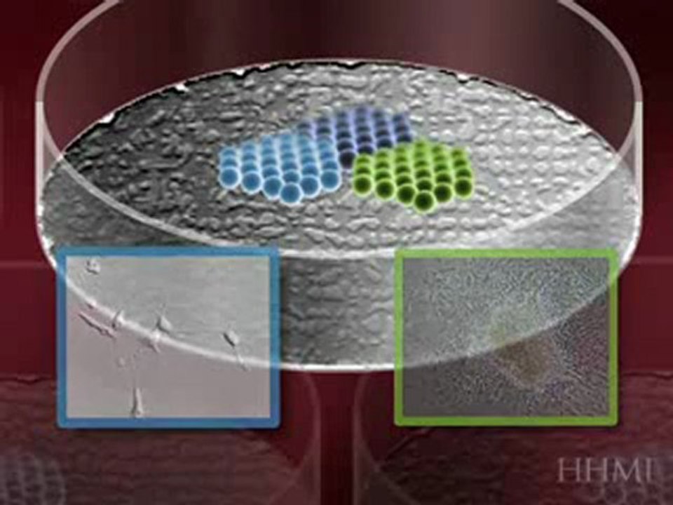 Creating Embryonic Stem Cell Lines