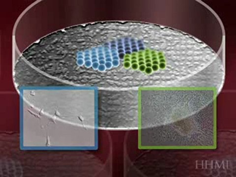 Creating Embryonic Stem Cell Lines