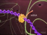 HIV life cycle