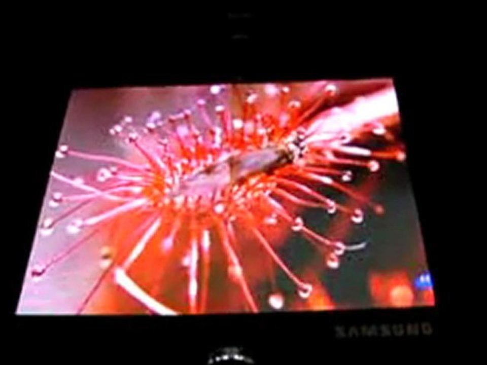 Folding AMOLED Display by Samsung