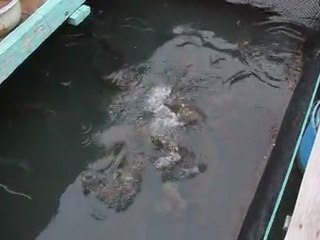 poissons voraces