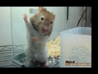 Un criceto congelato nel tempo