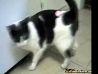 Come creare il moto perpetuo