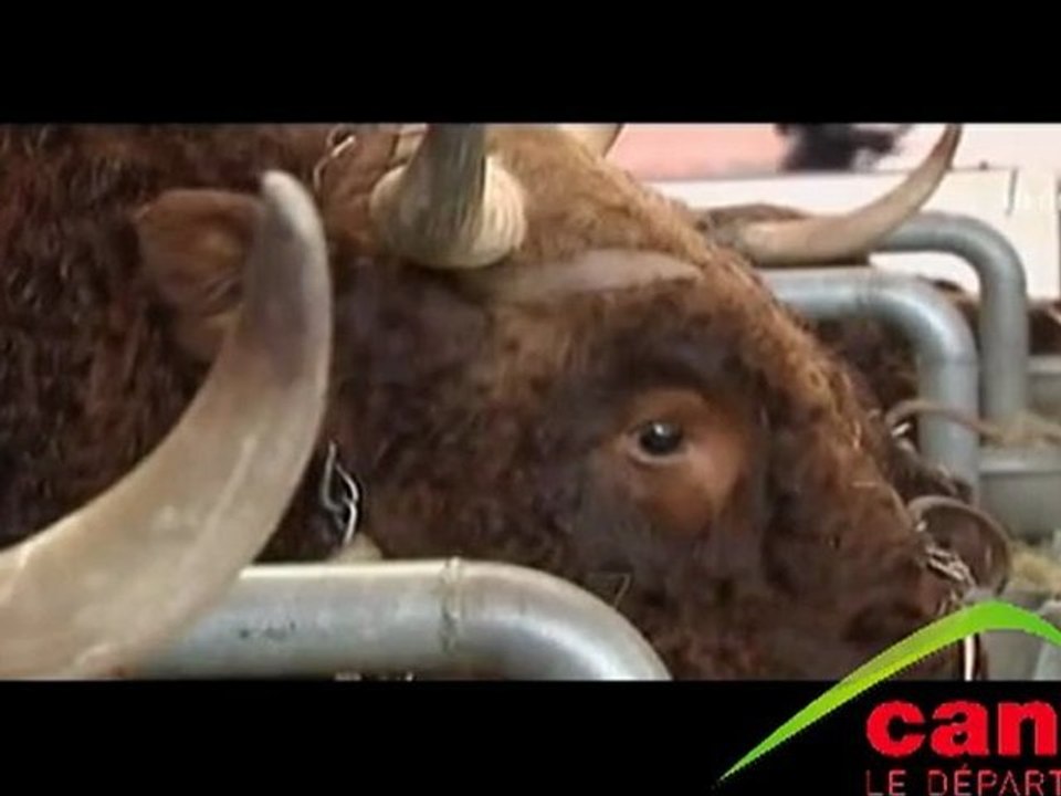 la Vache Rouge au Salon de l'Agiculture à Paris
