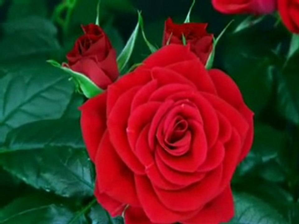 Naissance d'une rose