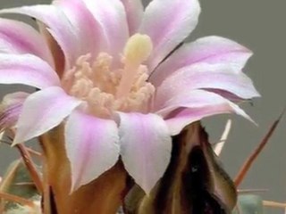 Benzemez kimse sana "Şevval Sam"