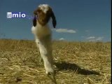 Richiesa di aiuto di un agnello