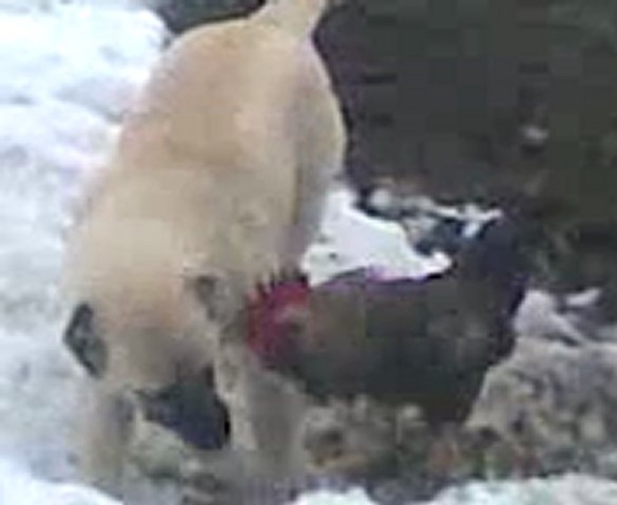 Video003(01)