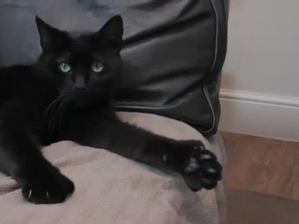 Un chat qui lève le pouce