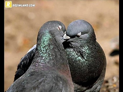 BİRGÜN ANLARSIN SENI NASİL SEVDIĞIMI