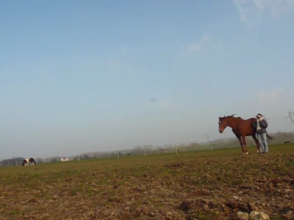 Pas grand chose au pré- 1/03/2011