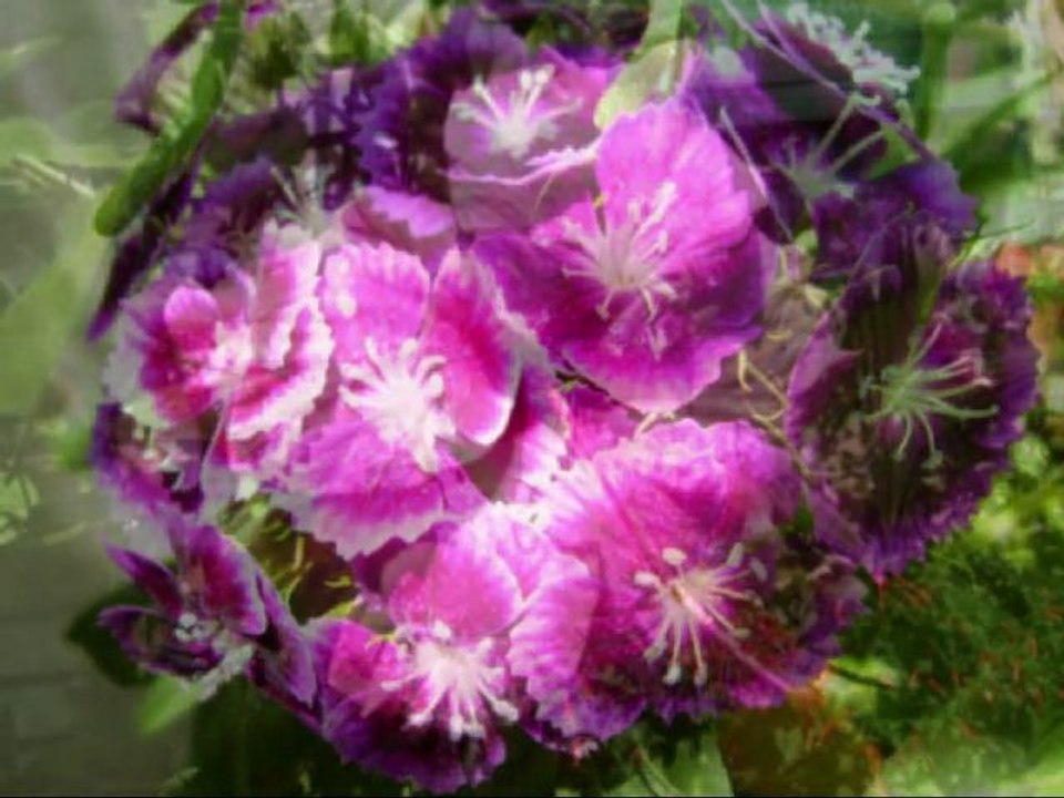 flowers_mix 640x480