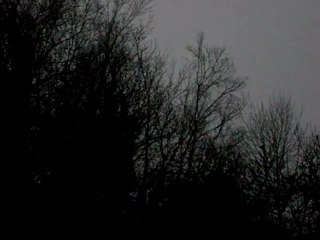 Chant des petits oiseaux