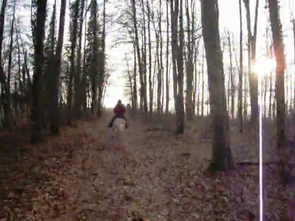 Petit galop dans la forêt