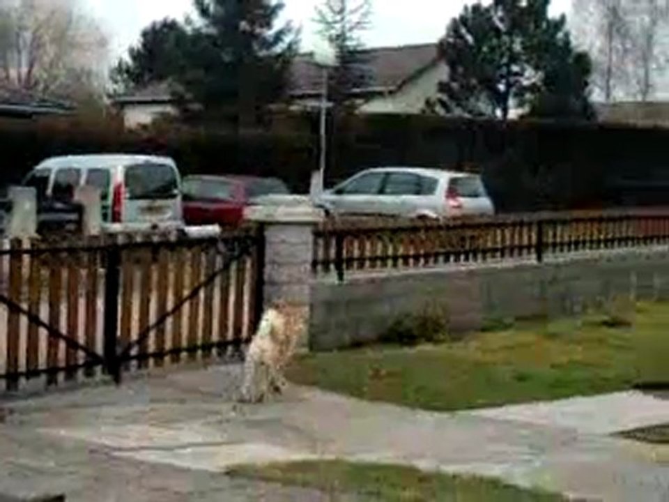 akita inu en exterieur