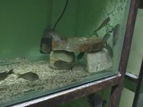 F0 TROPHEUS MOORİ LUFUBU