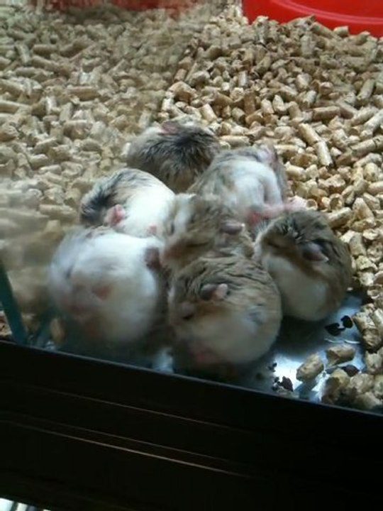 Gerbilles ou «Meriones unguiculatus»