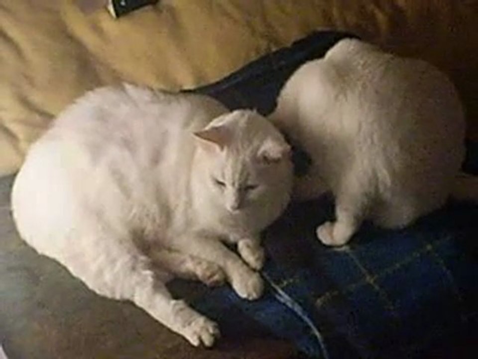 zouli et zouze