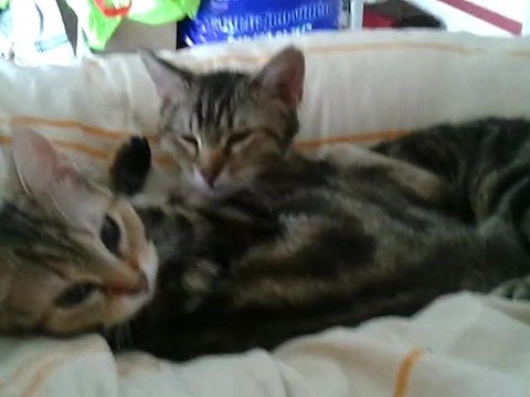 Chouquette et Toto en séance toilette