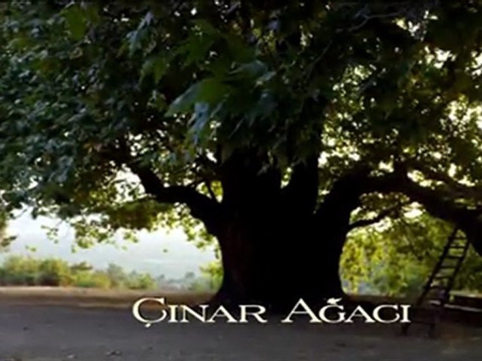 Çınar Ağacı Fragman