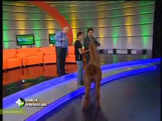 1 Varlık harikaları-4 Lama stüdyoda