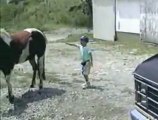 I cavalli amano avere qualcuno alle spalle