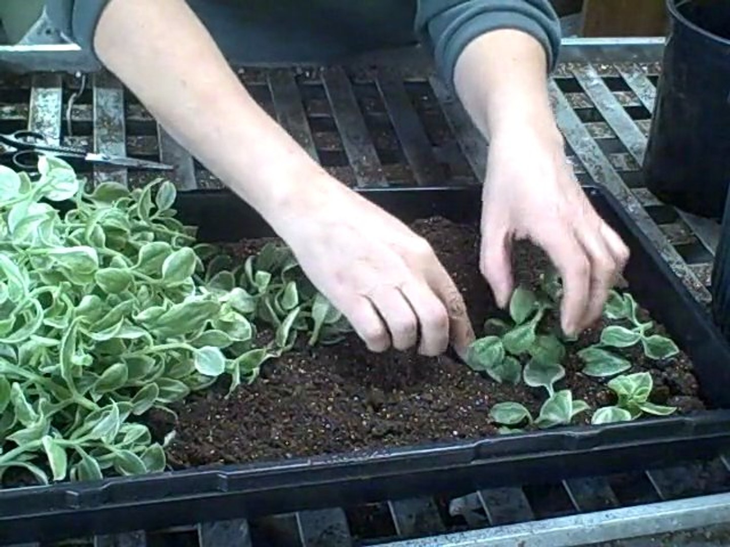 How to Propagate Grow Aptenia Dorotheanthus Mezoo