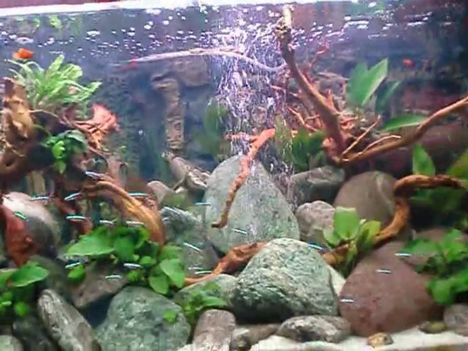ACQUARIO TROPICALE "LE FAVOLE DI ESOPO" TRANI